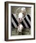 Pigs Compete the Obstacle Race at Pig Olympics Thursday April 14, 2005 in Shanghai, China-Eugene Hoshiko-Framed Photographic Print