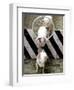 Pigs Compete the Obstacle Race at Pig Olympics Thursday April 14, 2005 in Shanghai, China-Eugene Hoshiko-Framed Photographic Print