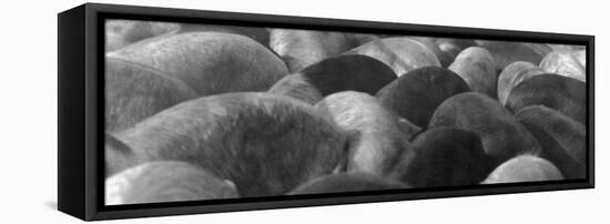 Pigs Crowded Together at a Swift Meatpacking Facility-Margaret Bourke-White-Framed Stretched Canvas