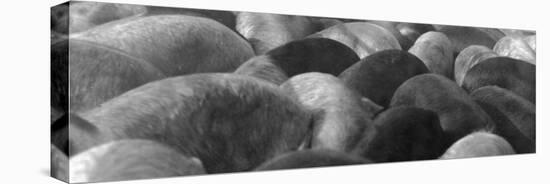Pigs Crowded Together at a Swift Meatpacking Facility-Margaret Bourke-White-Stretched Canvas