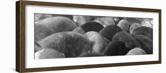 Pigs Crowded Together at a Swift Meatpacking Facility-Margaret Bourke-White-Framed Photographic Print