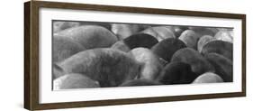 Pigs Crowded Together at a Swift Meatpacking Facility-Margaret Bourke-White-Framed Photographic Print