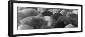 Pigs Crowded Together at a Swift Meatpacking Facility-Margaret Bourke-White-Framed Photographic Print