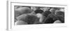 Pigs Crowded Together at a Swift Meatpacking Facility-Margaret Bourke-White-Framed Photographic Print
