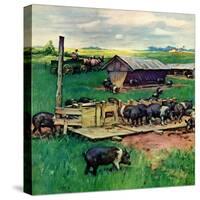 "Pigs Feeding,"September 1, 1946-Matt Clark-Stretched Canvas