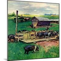 "Pigs Feeding,"September 1, 1946-Matt Clark-Mounted Giclee Print