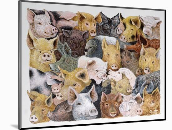 Pigs Galore-Pat Scott-Mounted Giclee Print