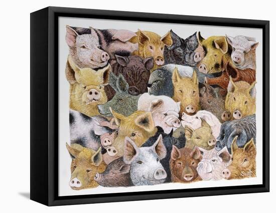Pigs Galore-Pat Scott-Framed Stretched Canvas
