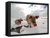 Pigs Make their Way Through a Snowy Landscape Near the Alpine Village of Schruns in Austria-null-Framed Stretched Canvas