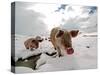 Pigs Make their Way Through a Snowy Landscape Near the Alpine Village of Schruns in Austria-null-Stretched Canvas