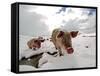 Pigs Make their Way Through a Snowy Landscape Near the Alpine Village of Schruns in Austria-null-Framed Stretched Canvas