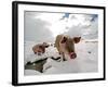 Pigs Make their Way Through a Snowy Landscape Near the Alpine Village of Schruns in Austria-null-Framed Photographic Print