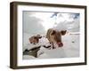 Pigs Make their Way Through a Snowy Landscape Near the Alpine Village of Schruns in Austria-null-Framed Photographic Print