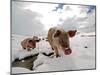 Pigs Make their Way Through a Snowy Landscape Near the Alpine Village of Schruns in Austria-null-Mounted Photographic Print