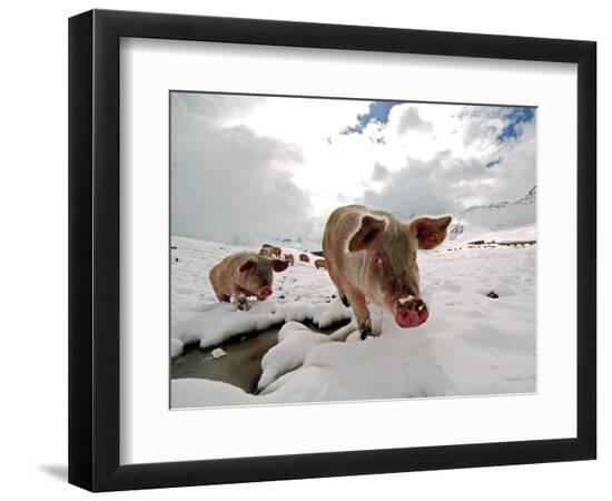 Premium Photographic Print, , large
