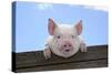 Pigs Piglets Looking over Fence-null-Stretched Canvas