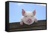Pigs Piglets Looking over Fence-null-Framed Stretched Canvas