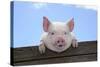 Pigs Piglets Looking over Fence-null-Stretched Canvas