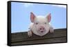Pigs Piglets Looking over Fence-null-Framed Stretched Canvas