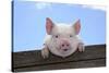 Pigs Piglets Looking over Fence-null-Stretched Canvas