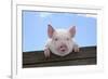 Pigs Piglets Looking over Fence-null-Framed Photographic Print