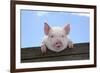 Pigs Piglets Looking over Fence-null-Framed Photographic Print