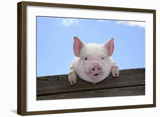 Pigs Piglets Looking over Fence-null-Framed Photographic Print