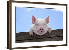 Pigs Piglets Looking over Fence-null-Framed Photographic Print