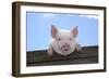 Pigs Piglets Looking over Fence-null-Framed Photographic Print