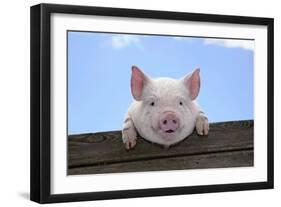 Pigs Piglets Looking over Fence-null-Framed Photographic Print