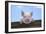 Pigs Piglets Looking over Fence-null-Framed Photographic Print