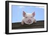 Pigs Piglets Looking over Fence-null-Framed Photographic Print
