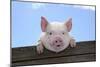 Pigs Piglets Looking over Fence-null-Mounted Photographic Print