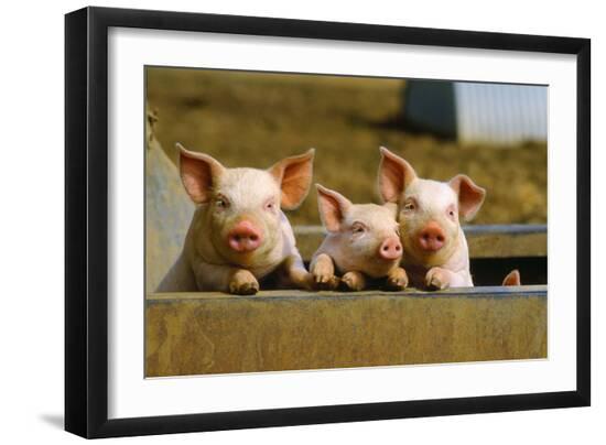 Premium Photographic Print, , large