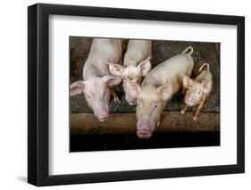 Pigs raised in Nguekhokh, Senegal, West Africa, Africa-Godong-Framed Photographic Print