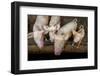 Pigs raised in Nguekhokh, Senegal, West Africa, Africa-Godong-Framed Photographic Print