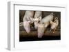 Pigs raised in Nguekhokh, Senegal, West Africa, Africa-Godong-Framed Photographic Print