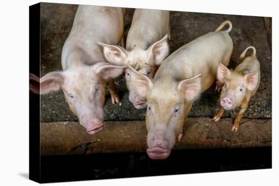 Pigs raised in Nguekhokh, Senegal, West Africa, Africa-Godong-Stretched Canvas