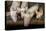 Pigs raised in Nguekhokh, Senegal, West Africa, Africa-Godong-Stretched Canvas