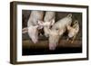 Pigs raised in Nguekhokh, Senegal, West Africa, Africa-Godong-Framed Photographic Print