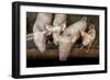 Pigs raised in Nguekhokh, Senegal, West Africa, Africa-Godong-Framed Photographic Print