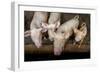 Pigs raised in Nguekhokh, Senegal, West Africa, Africa-Godong-Framed Photographic Print