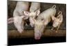 Pigs raised in Nguekhokh, Senegal, West Africa, Africa-Godong-Mounted Photographic Print