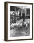 Pigs to Market-null-Framed Photographic Print