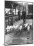 Pigs to Market-null-Mounted Photographic Print