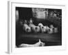 Pigs-null-Framed Photographic Print