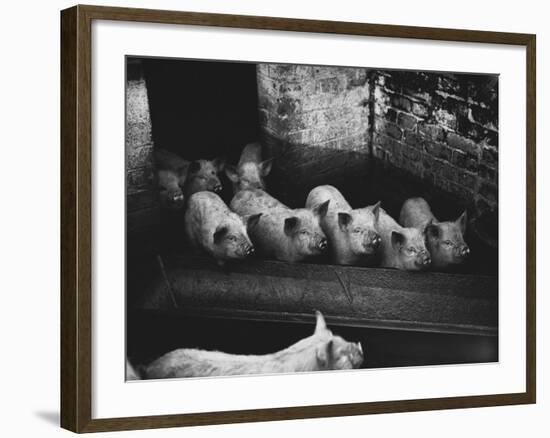 Pigs-null-Framed Photographic Print