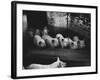 Pigs-null-Framed Photographic Print