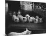Pigs-null-Mounted Photographic Print