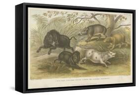 Pigs-null-Framed Stretched Canvas